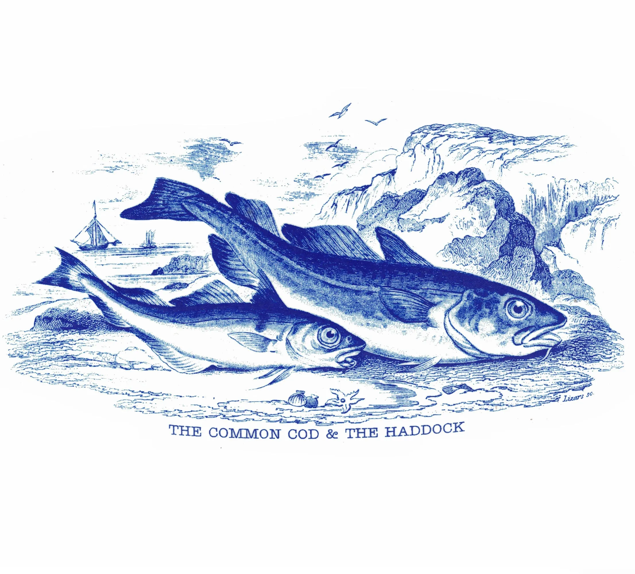 Common Cod & Haddock - In Glaze Decal - Mug