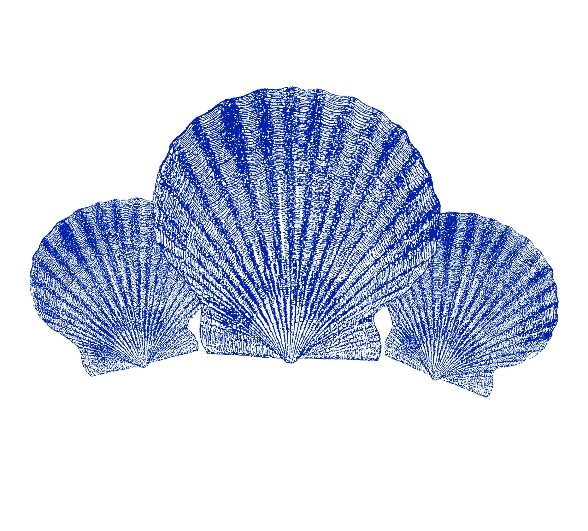 Scallop Shells - In-Glaze Decal - Mug