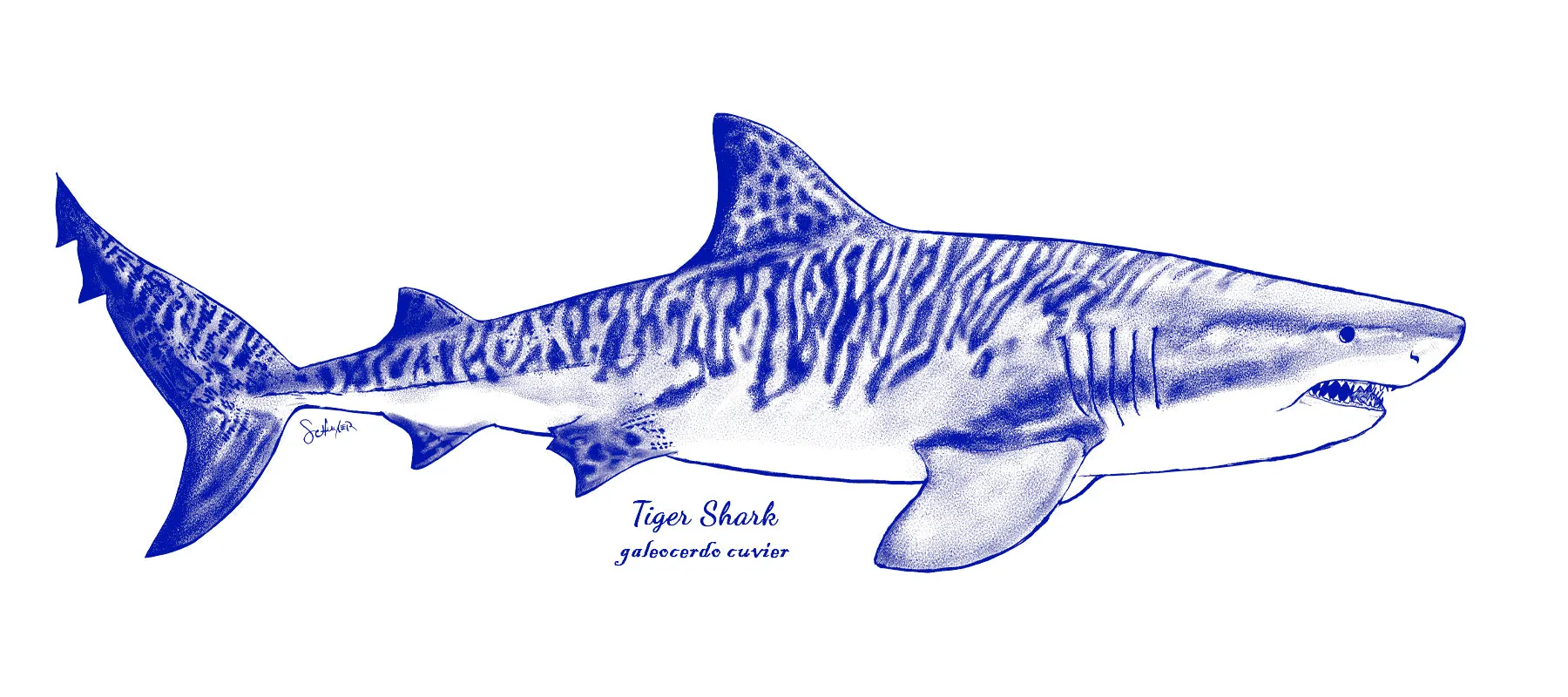 Tiger Shark - In-Glaze Decal - Mug